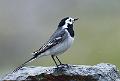 Linerle - White wagtail (Motacilla alba)